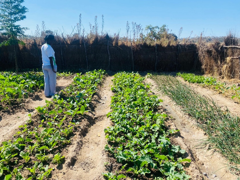 Vegetable field in a community agriculture project