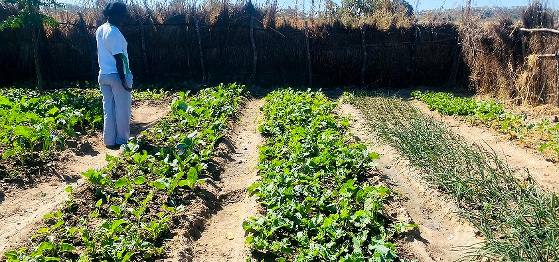 Smallholder agriculture field with crops and irrigation infrastructure